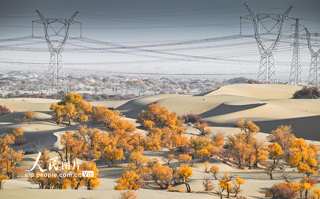 新疆生產建設兵團:筑起生態安全屏障【6】