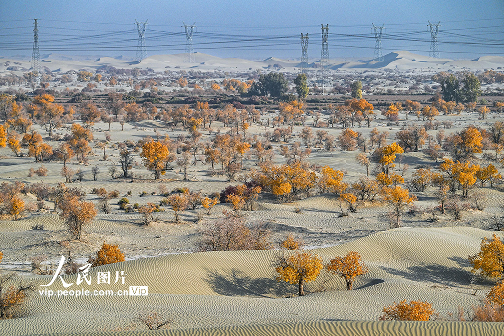 新疆生產建設兵團:筑起生態安全屏障【7】