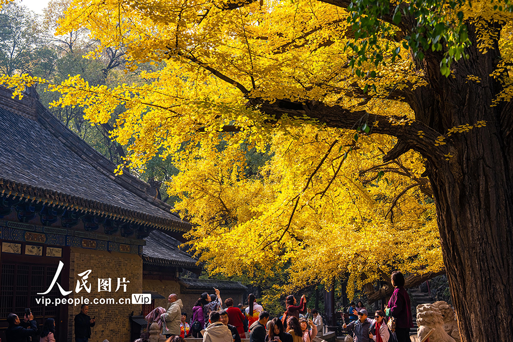 山西太原：銀杏金黃秋意濃【3】