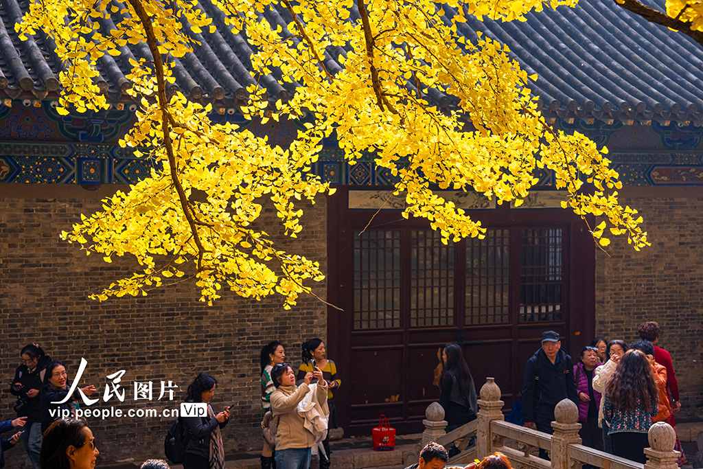 山西太原：銀杏金黃秋意濃【4】