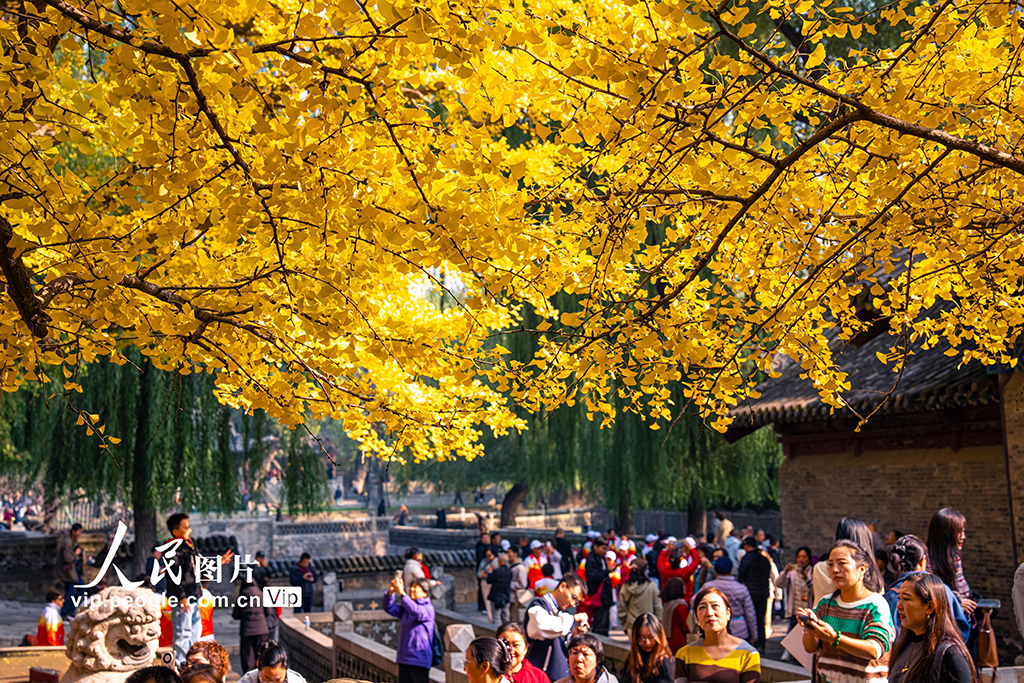 山西太原：銀杏金黃秋意濃【5】