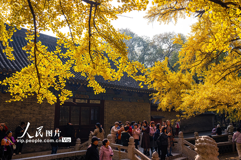 山西太原：銀杏金黃秋意濃【6】