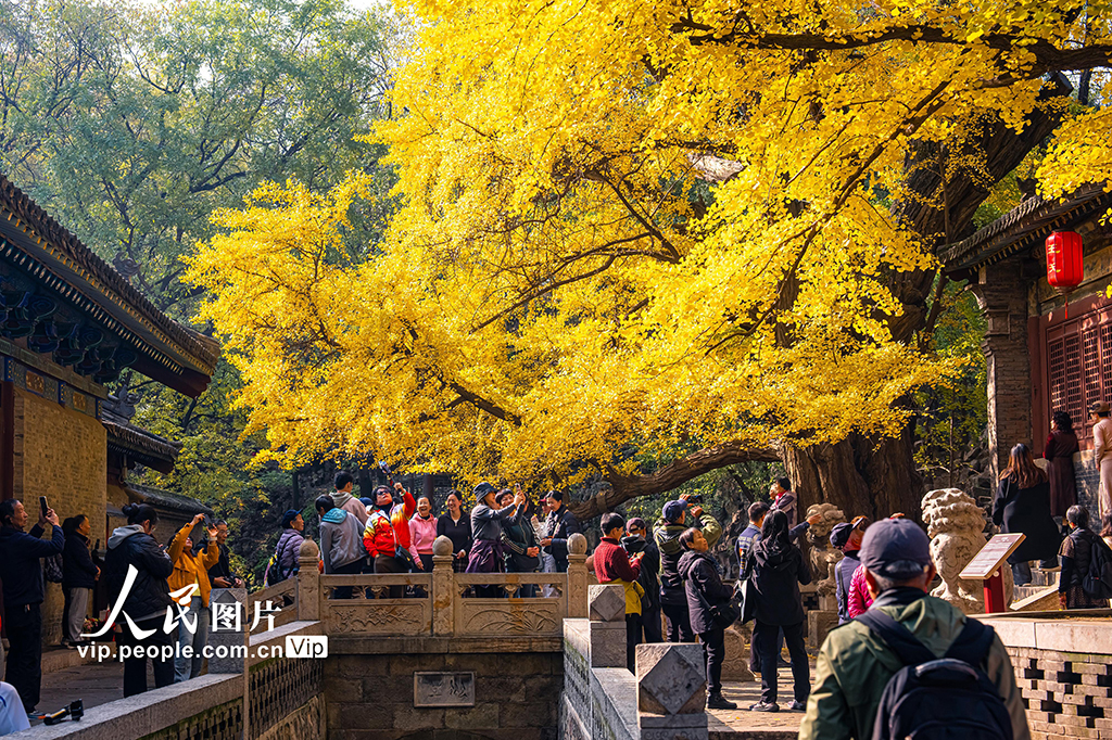 山西太原：銀杏金黃秋意濃【7】