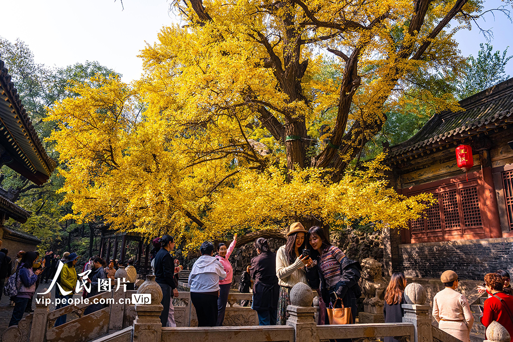 山西太原：銀杏金黃秋意濃【8】
