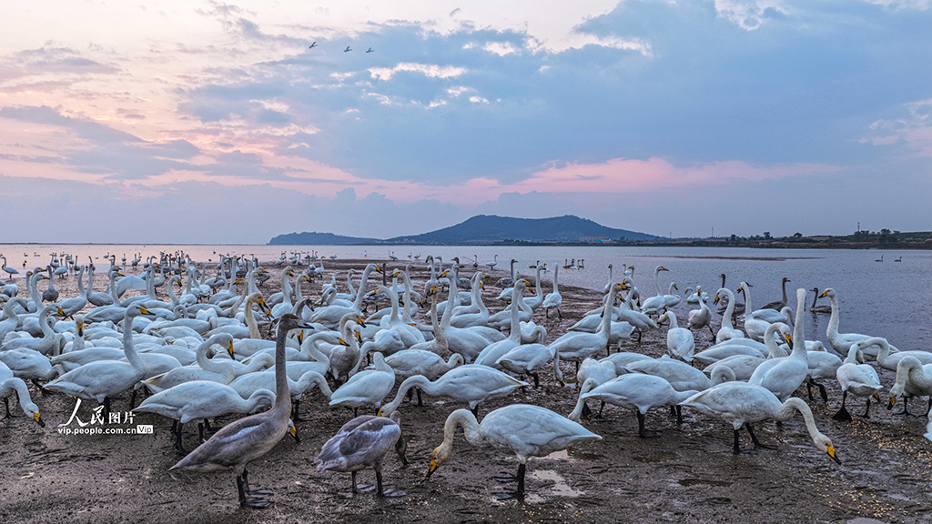 山東榮成:大天鵝棲息越冬【2】