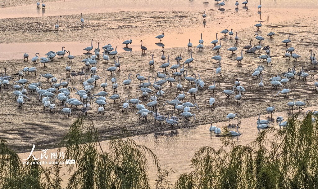 山東榮成:大天鵝棲息越冬【3】
