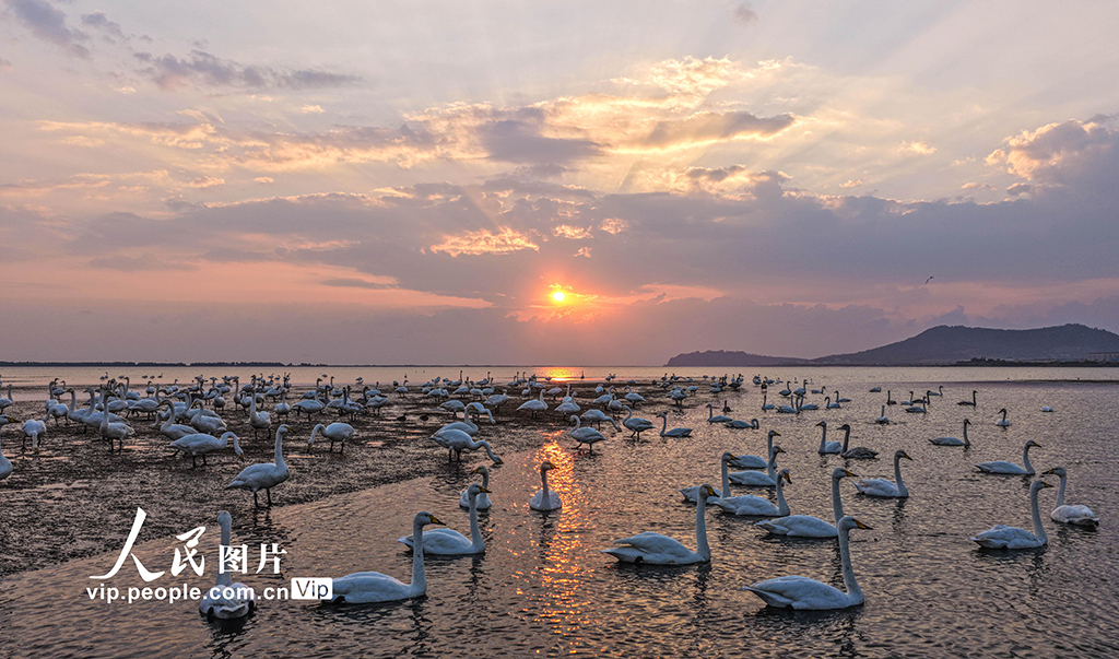 山東榮成:大天鵝棲息越冬【5】