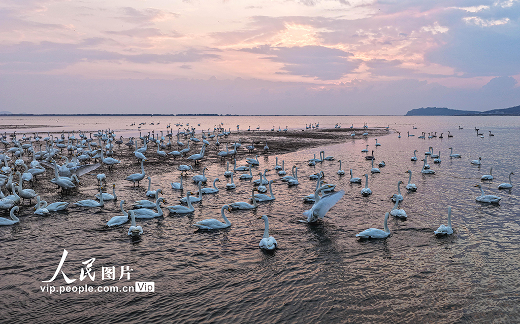 山東榮成:大天鵝棲息越冬【6】