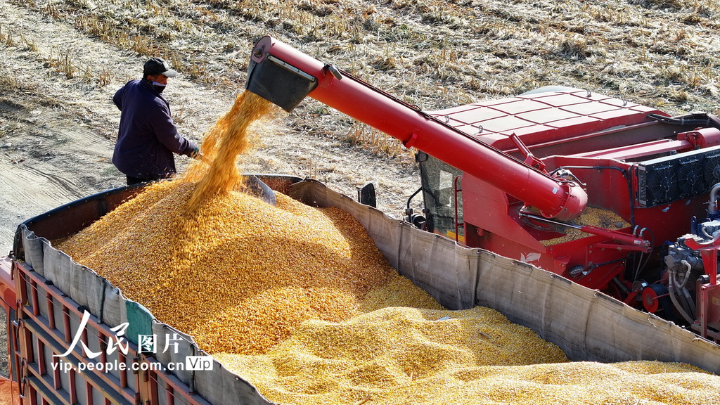甘肅民樂:玉米收獲 顆粒歸倉【2】