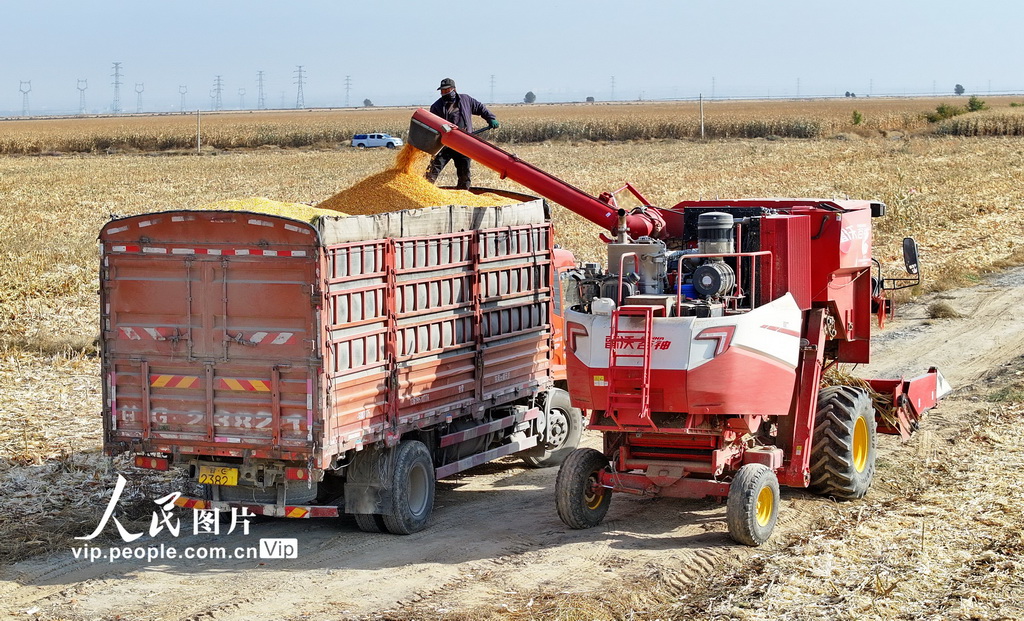 甘肅民樂:玉米收獲 顆粒歸倉【3】