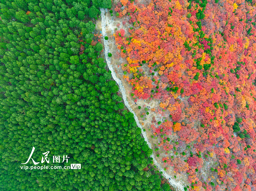 山東濟南：看秋色“平分”【4】