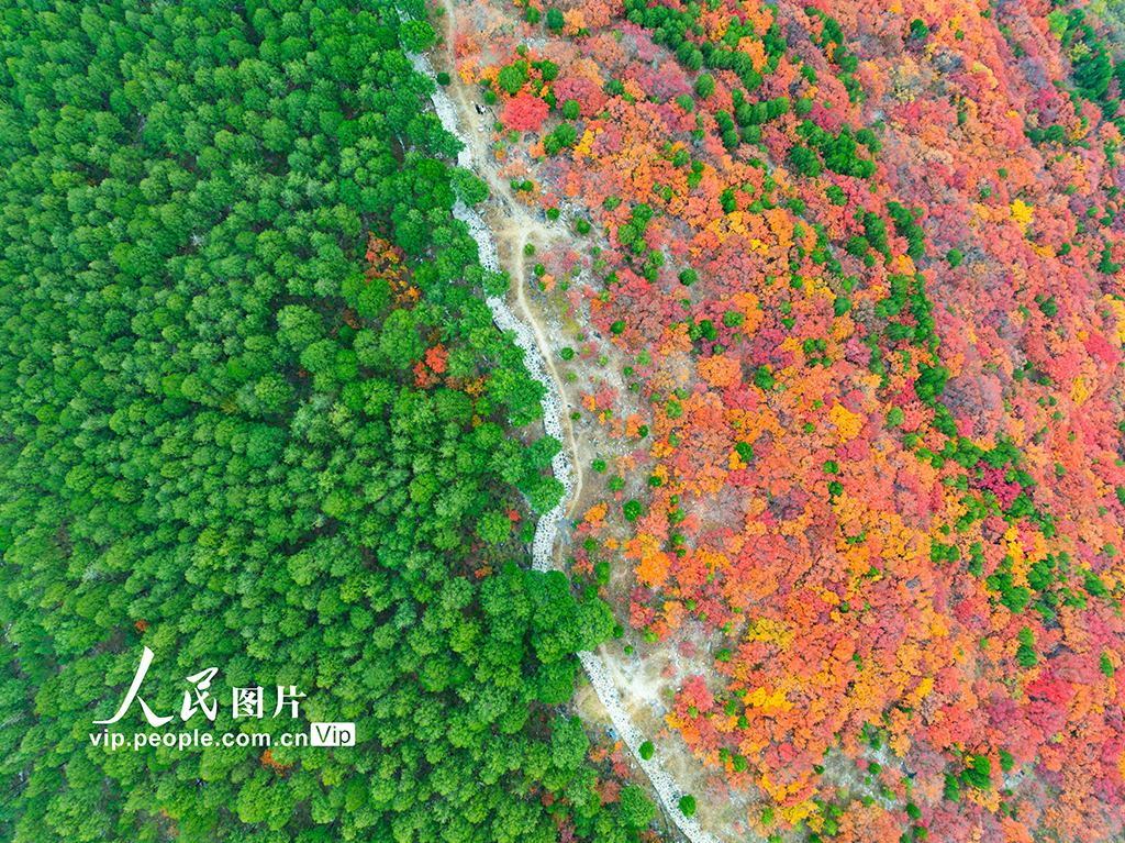 山東濟南：看秋色“平分”【5】