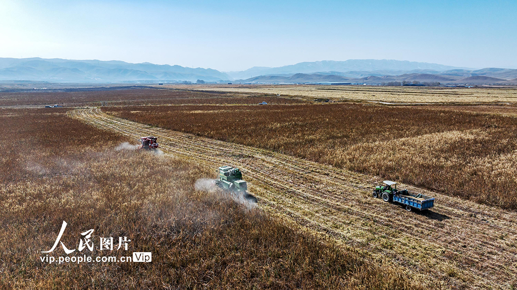 甘肅天祝:藜麥搶收忙【5】