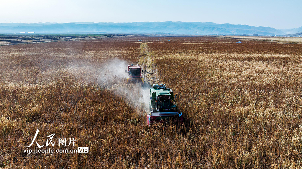 甘肅天祝:藜麥搶收忙【4】