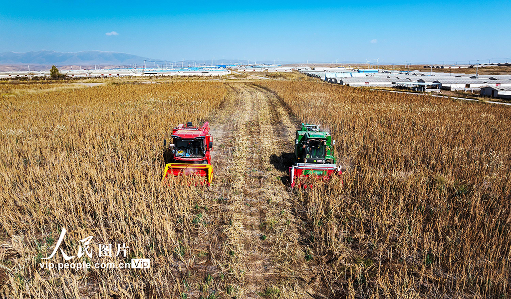 甘肅天祝:藜麥搶收忙【2】