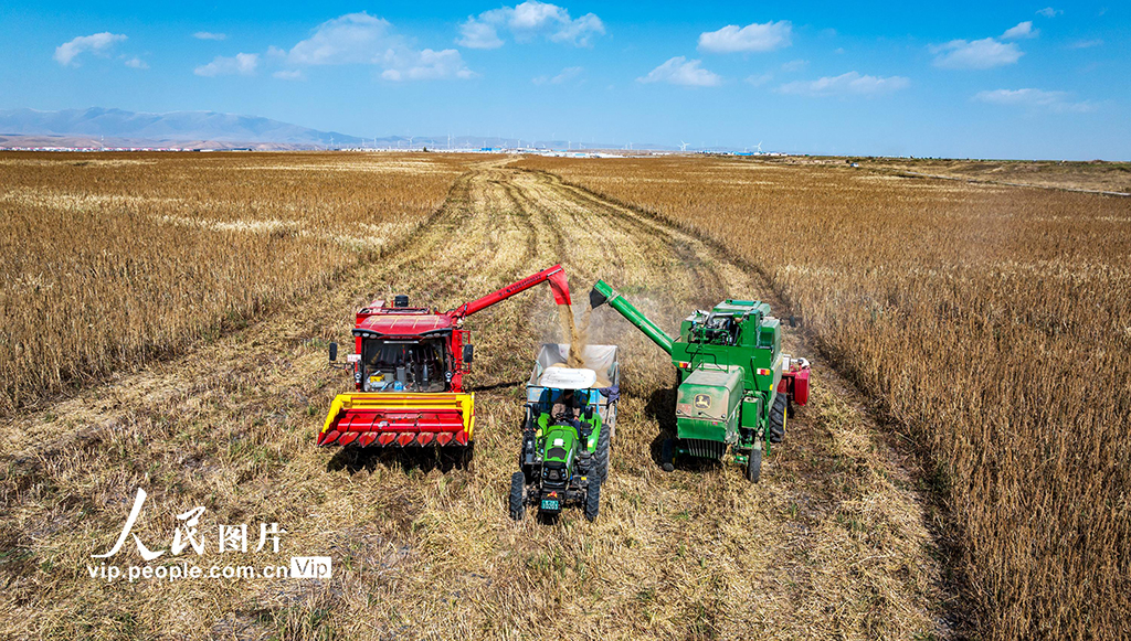甘肅天祝:藜麥搶收忙【6】