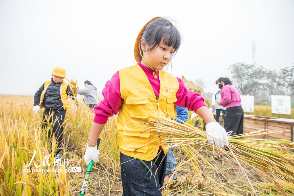 江蘇宿遷:稻田里的“秋收課堂”【2】