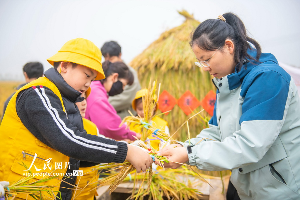 江蘇宿遷:稻田里的“秋收課堂”【3】