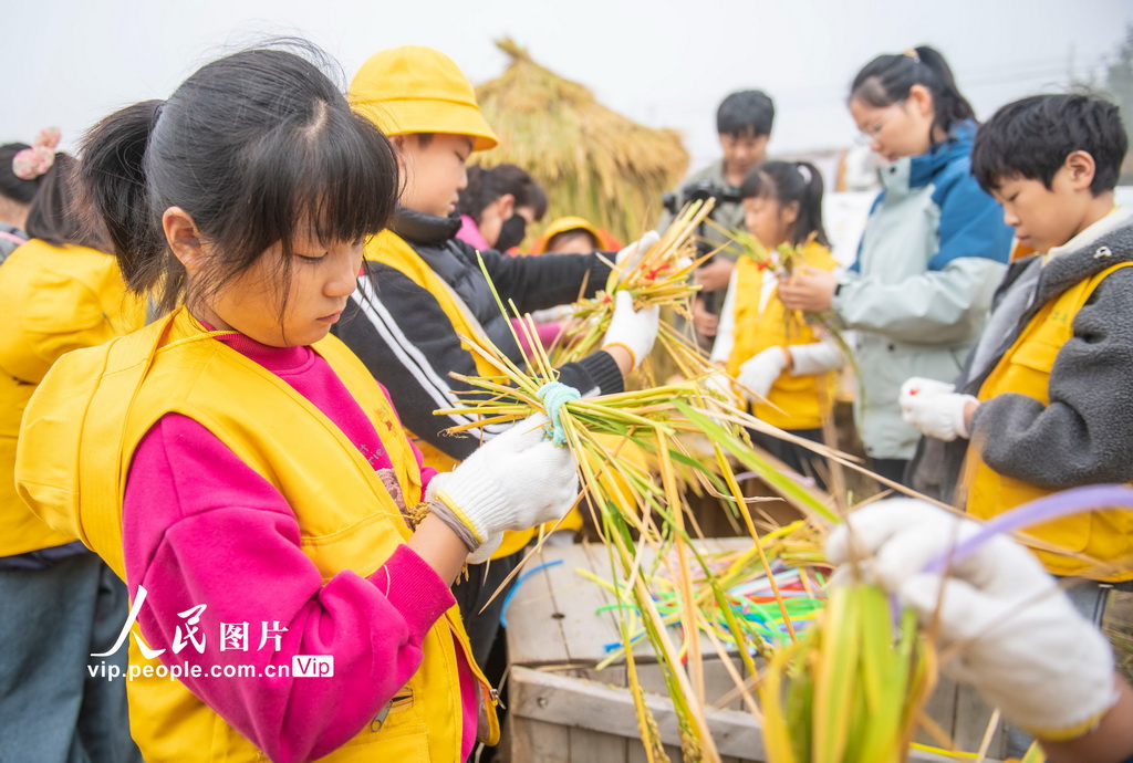 江蘇宿遷:稻田里的“秋收課堂”【4】