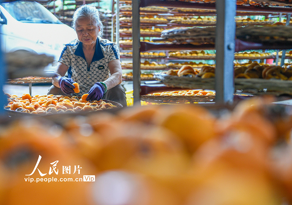 廣西平樂:柿子熟了【4】