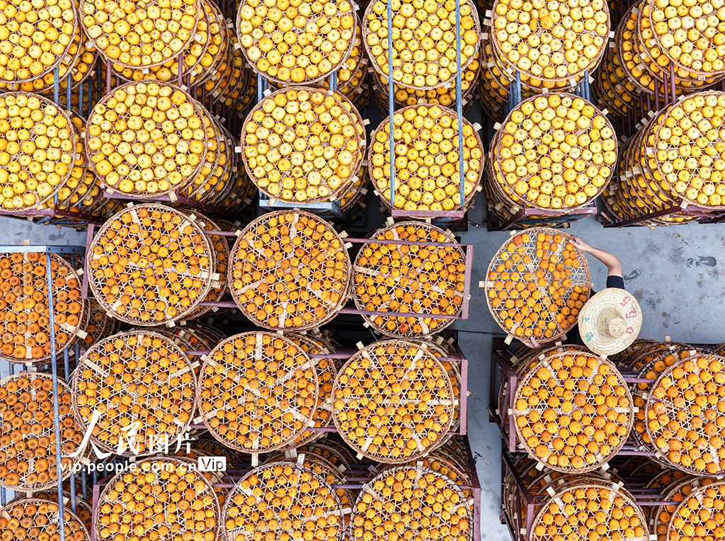 廣西平樂:柿子熟了【5】