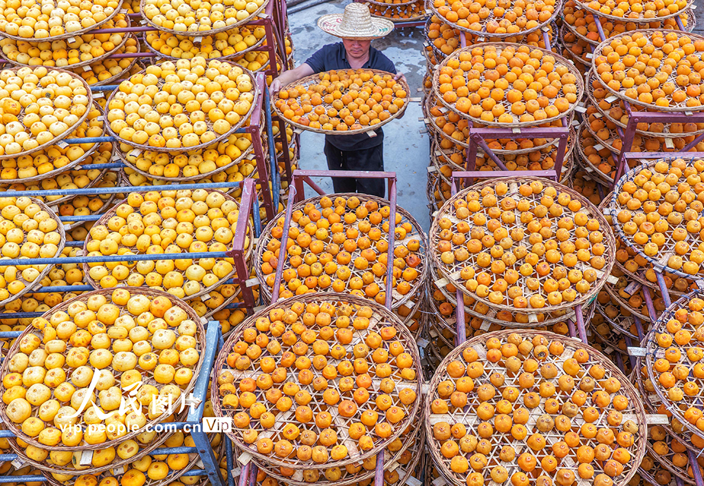 廣西平樂:柿子熟了【6】