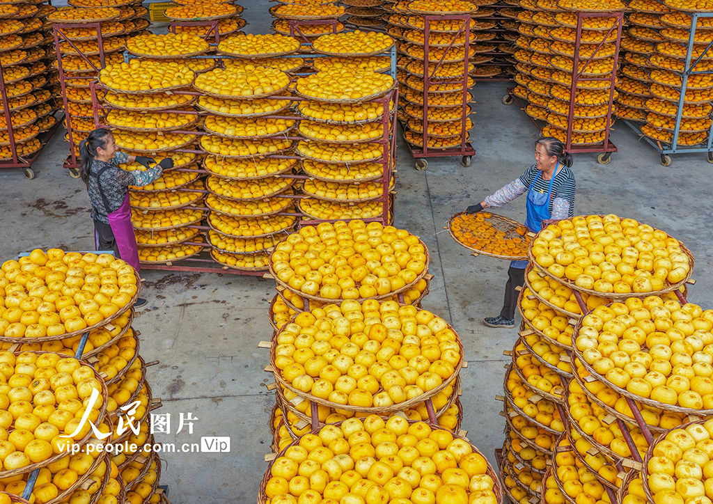 廣西平樂:柿子熟了【7】