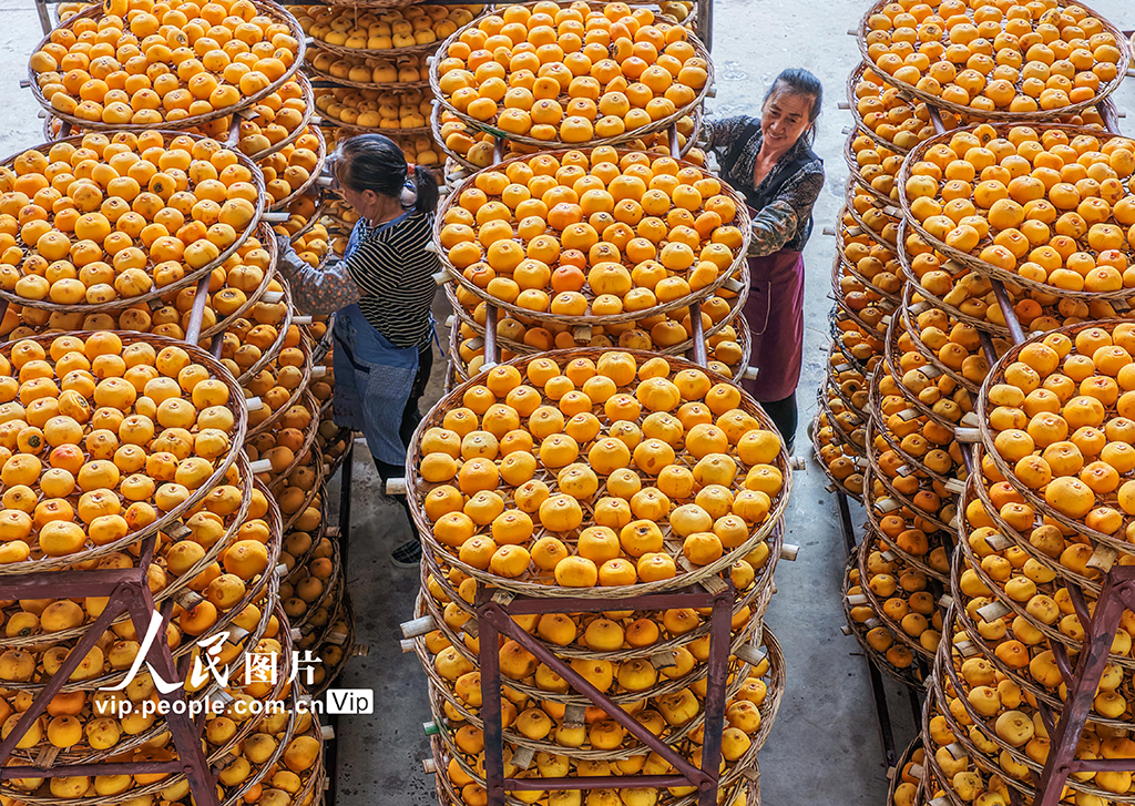 廣西平樂:柿子熟了【8】