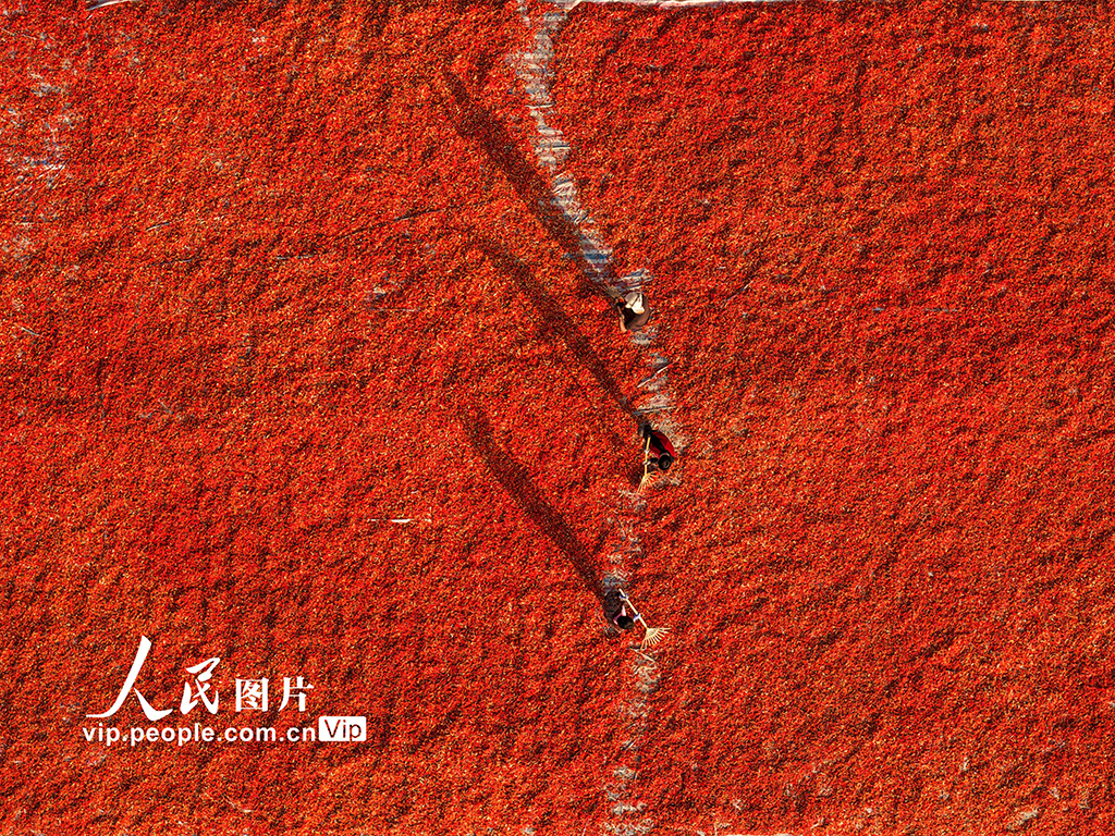 安徽亳州:曬辣椒【2】