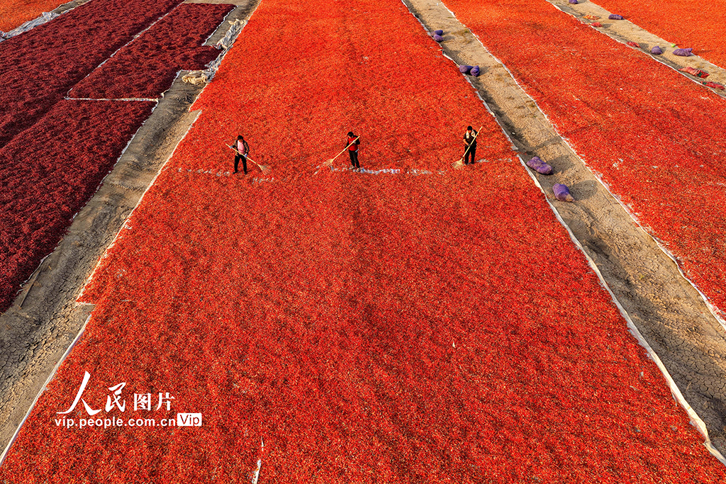 安徽亳州:曬辣椒【4】