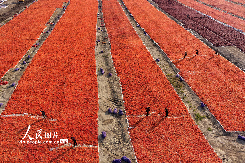 安徽亳州:曬辣椒【5】