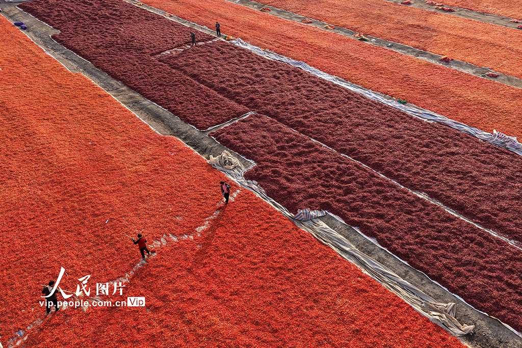 安徽亳州:曬辣椒【6】