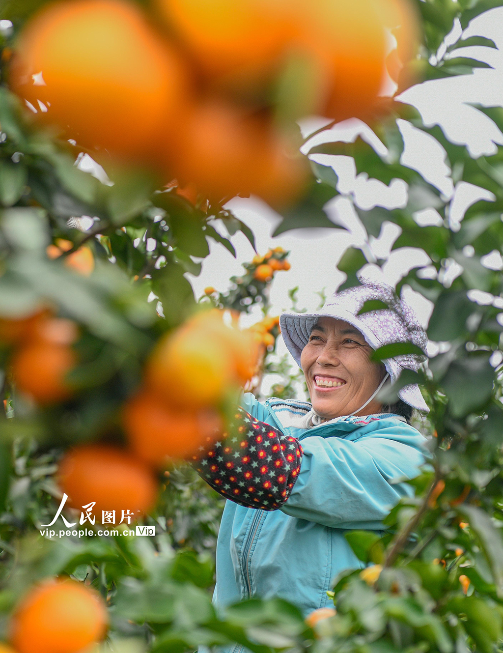 湖南道縣:砂糖橘迎來收獲季【2】