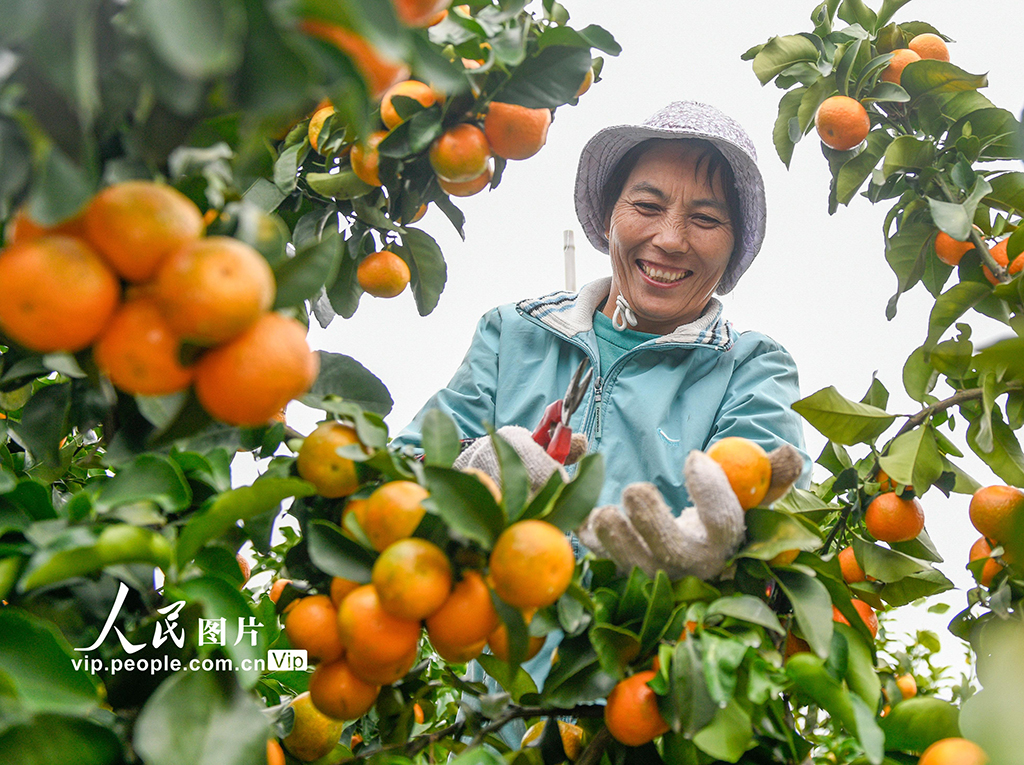 湖南道縣:砂糖橘迎來收獲季【3】