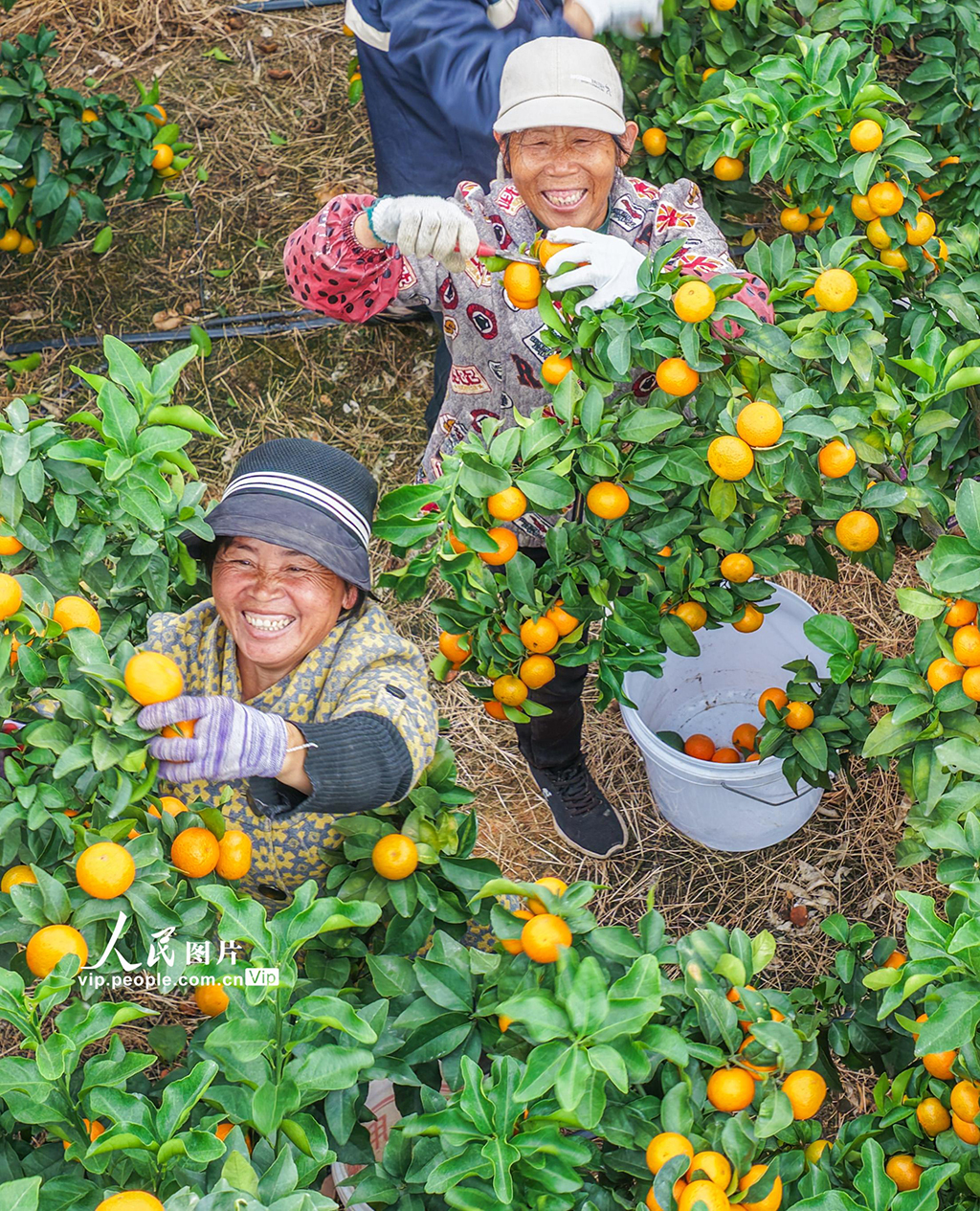 湖南道縣:砂糖橘迎來收獲季【4】