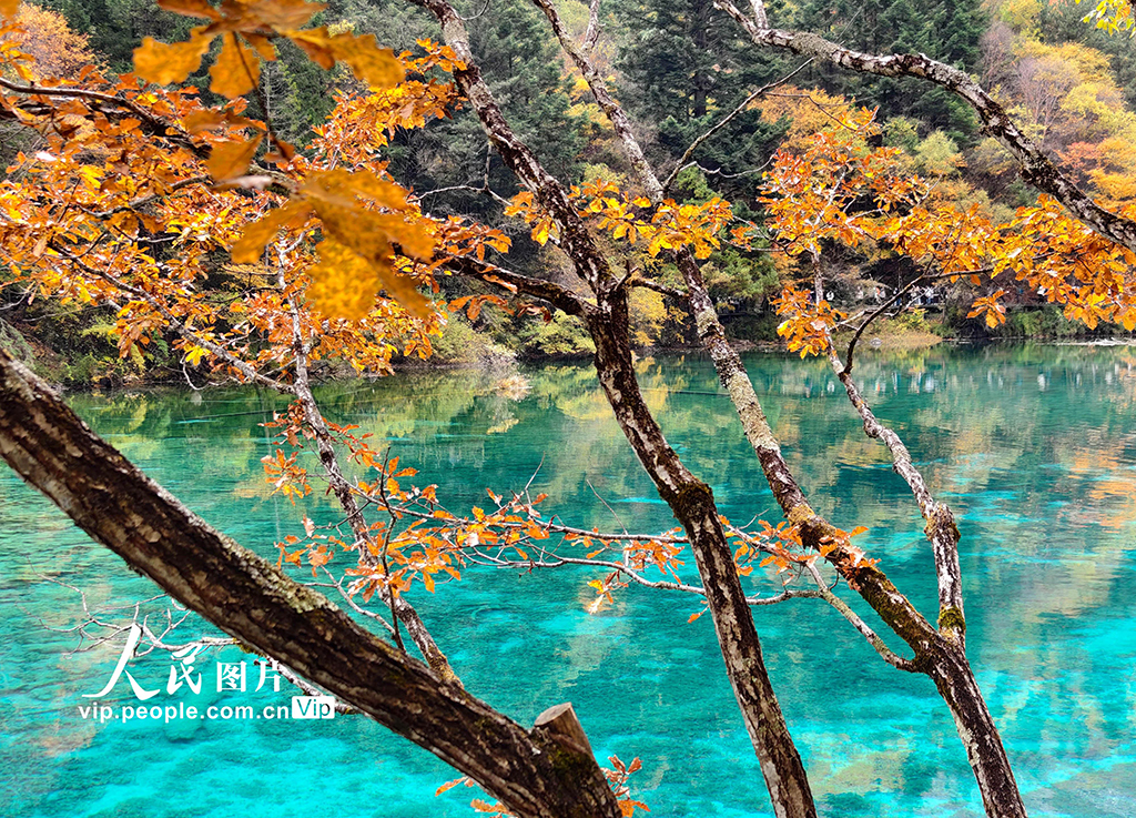 九寨溝 層林盡染【3】