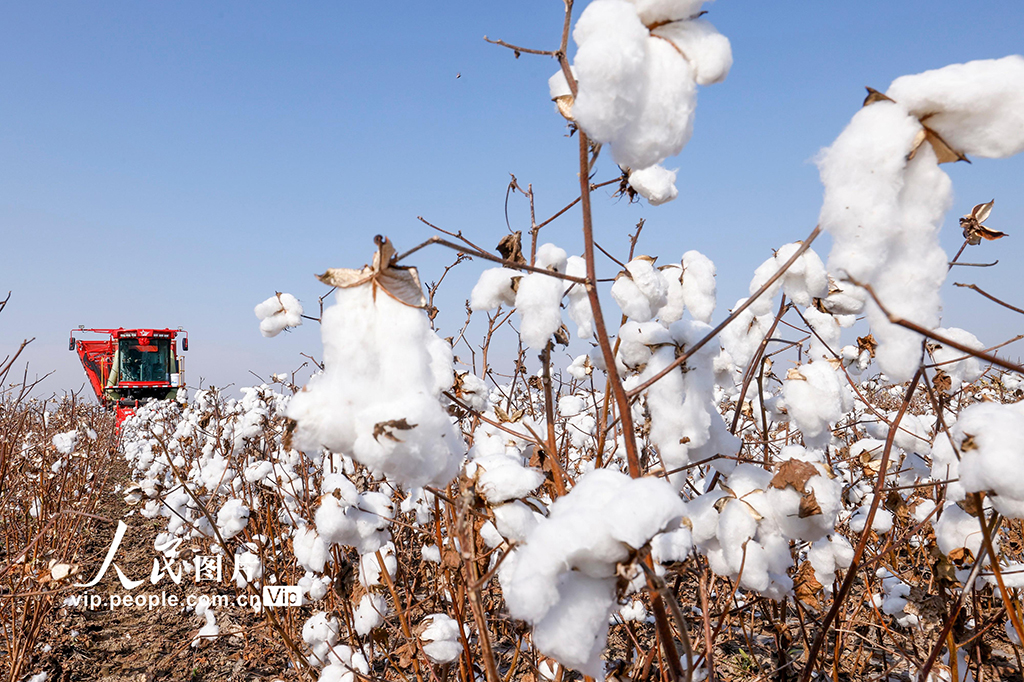 河北唐山:棉花喜豐收【2】