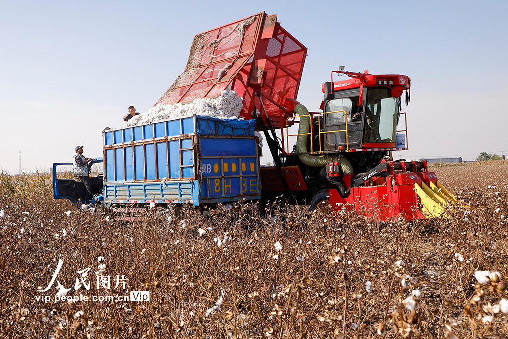 河北唐山:棉花喜豐收【4】