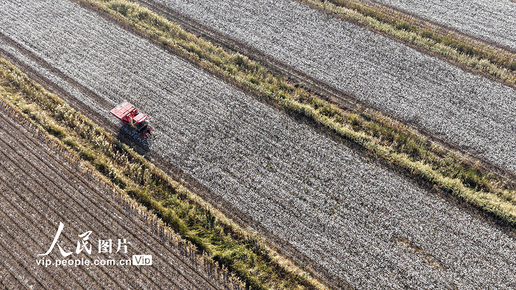 河北唐山:棉花喜豐收【5】