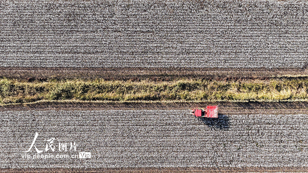 河北唐山:棉花喜豐收【3】
