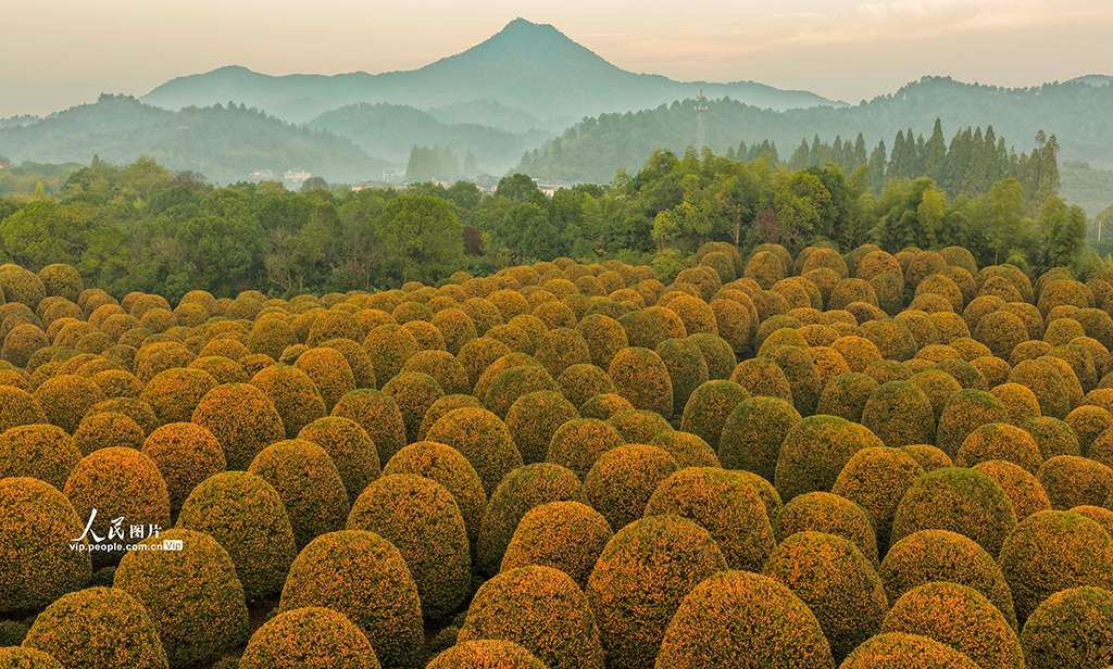 浙江杭州：修剪桂花樹【2】
