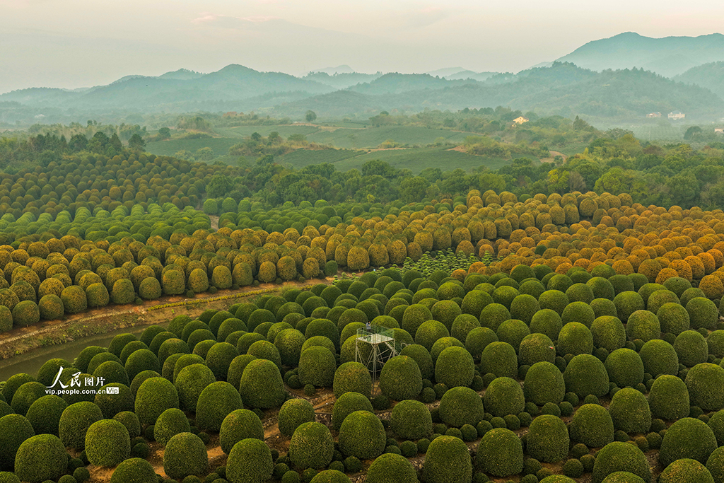 浙江杭州：修剪桂花樹【3】