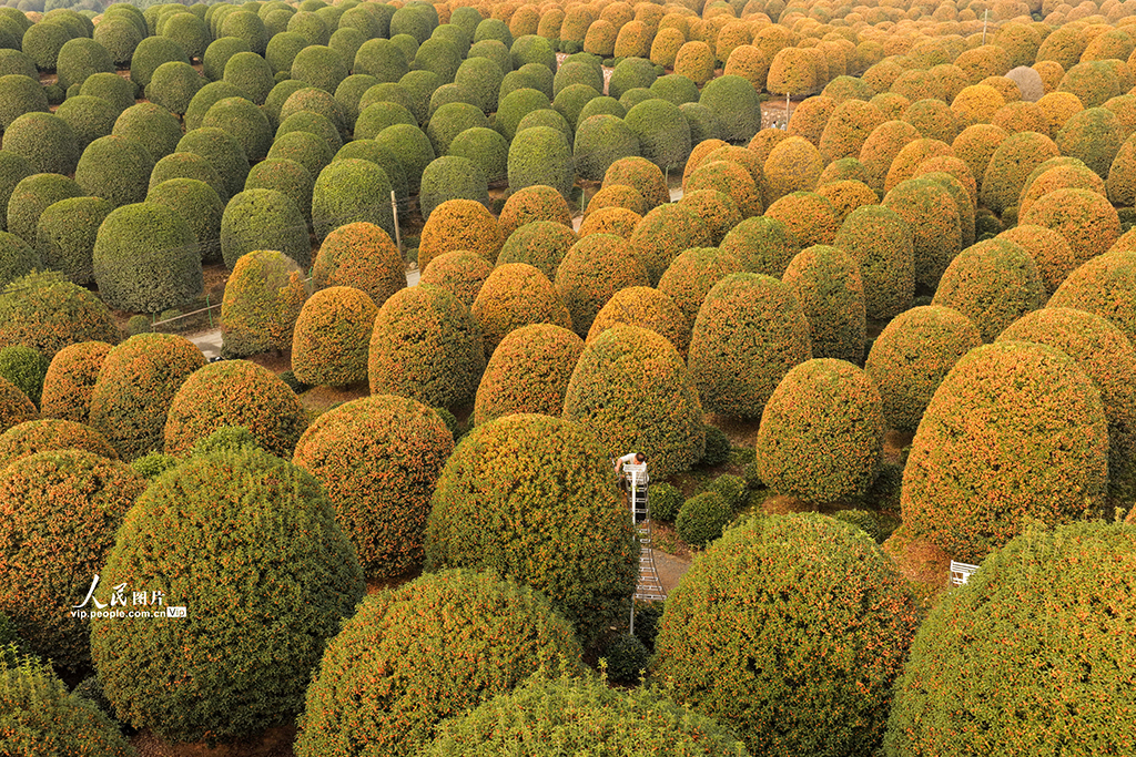 浙江杭州：修剪桂花樹【4】
