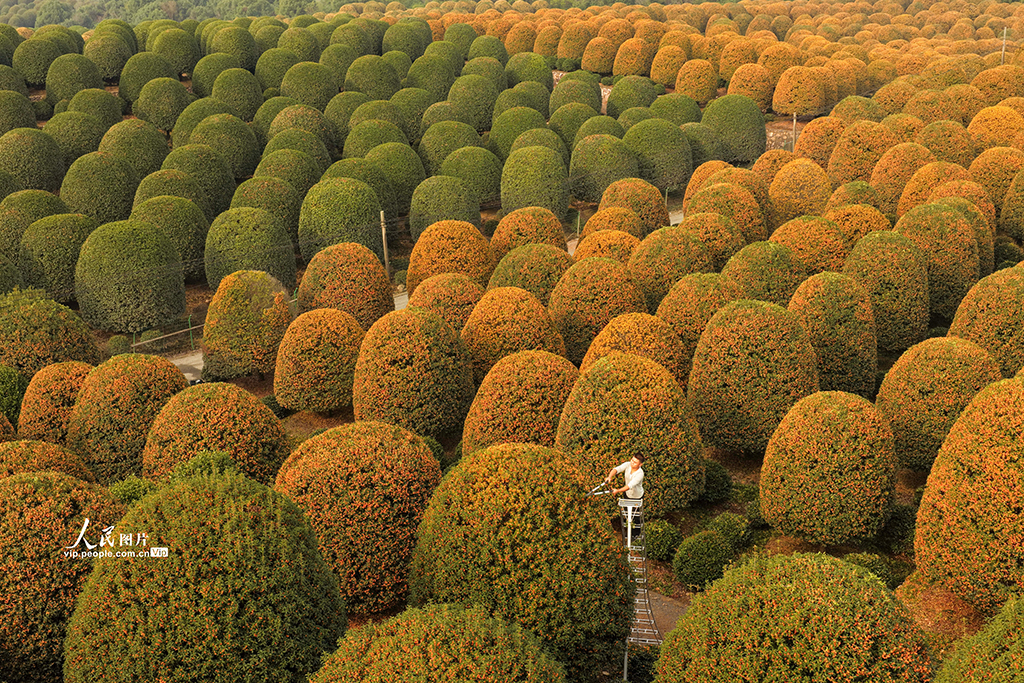 浙江杭州：修剪桂花樹【5】