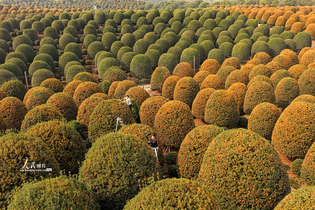 浙江杭州：修剪桂花樹【6】