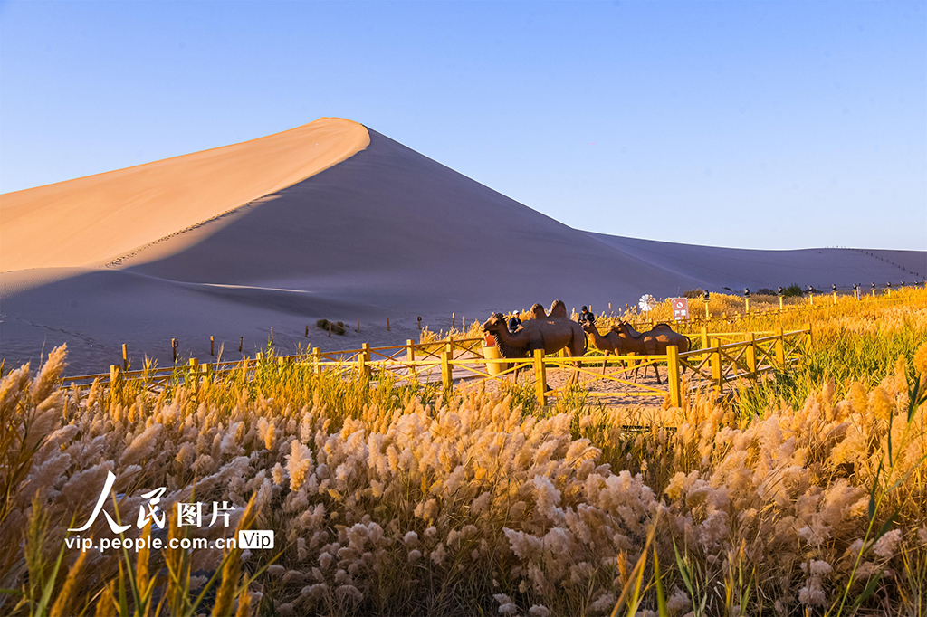 甘肅敦煌：大漠秋色醉游人【6】