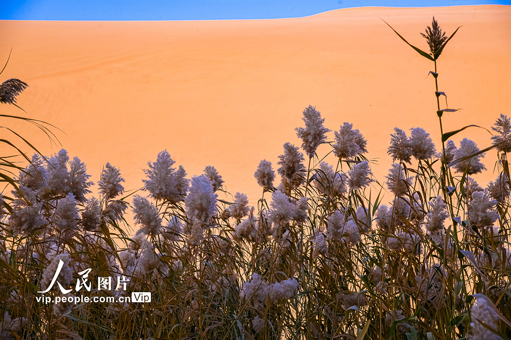 甘肅敦煌：大漠秋色醉游人【7】