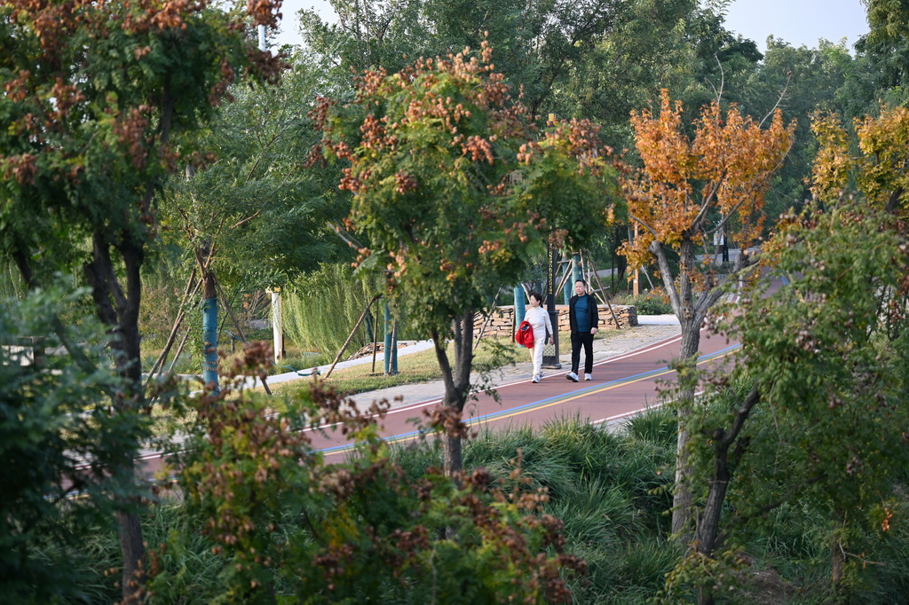 10月29日，市民在河北省滄州市運河區大運河堤頂路上散步。