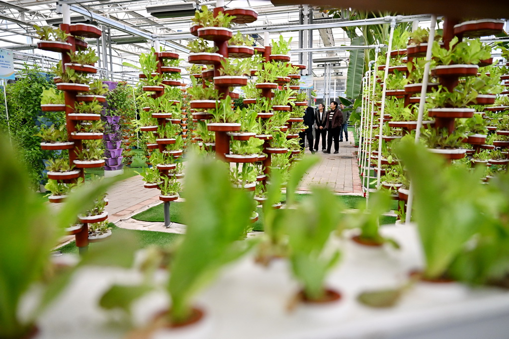 10月31日，游客在大運河堤頂路沿線的河北省滄州市青縣司馬莊村智能蔬菜大棚內參觀。