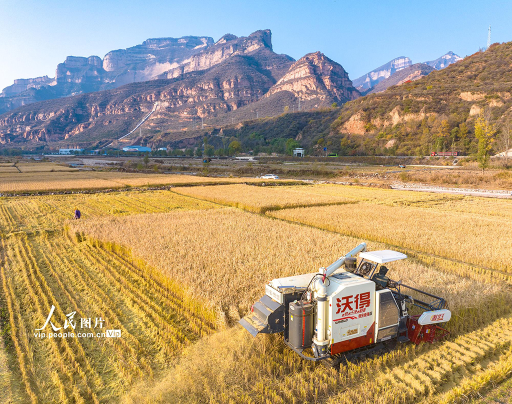 山西左權:水稻喜獲豐收【3】